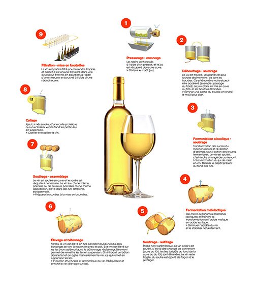Schéma d'élaboration des vins blancs