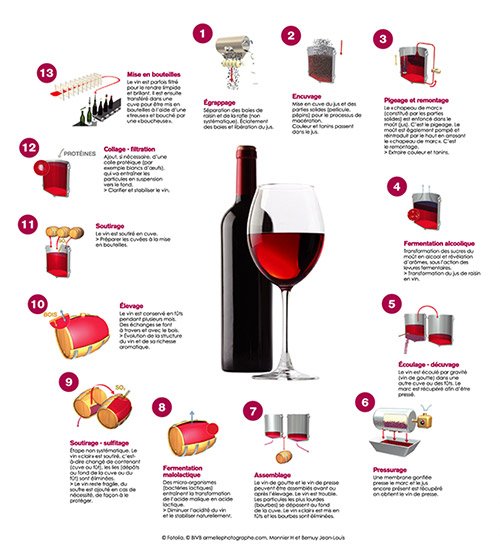 Schéma d'élaboration des vins rouges
