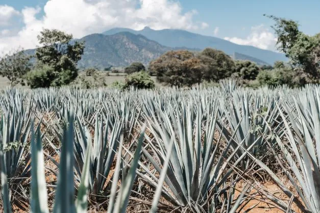 Tequila-Production