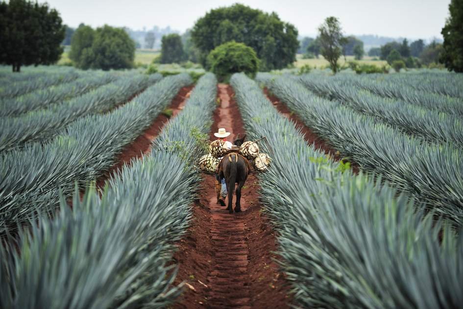 Tequila-champ-dagave