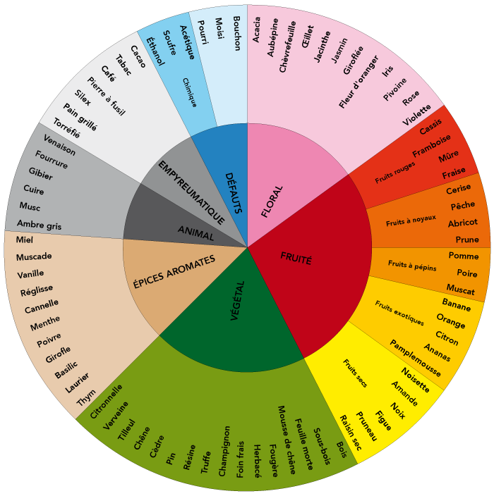 roue des aromes du vin
